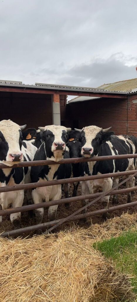 vacas