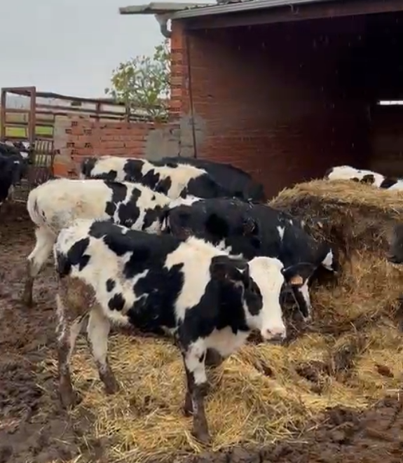 vacas2