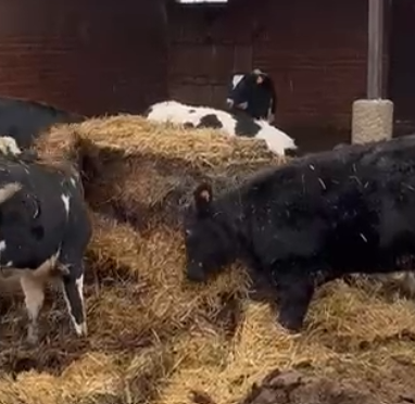 vacas3